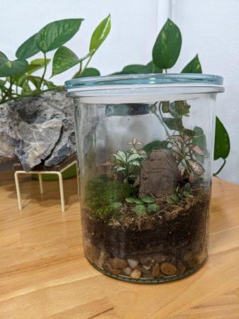 Image 4 of Glass Jar Terrarium with Fittonias Moss and Peperomia