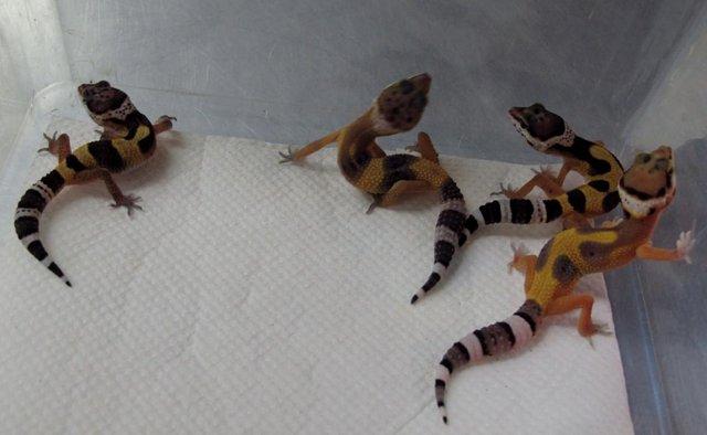 Image 2 of Baby Leopard Geckos lots of colours in stock