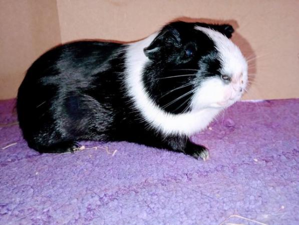 Image 2 of Dutch Guinea Pig boars for sale