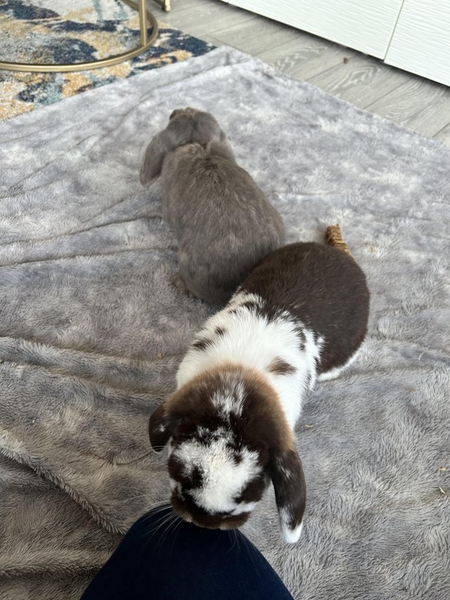 Preview of the first image of Beautiful brown mini lop babies.