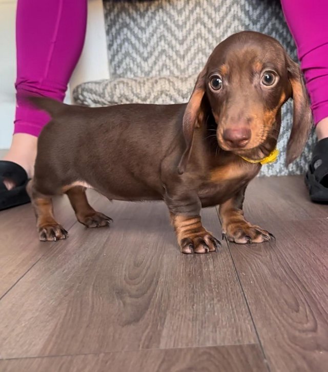 Preview of the first image of Champion Bloodline Miniature Dachshund puppies.