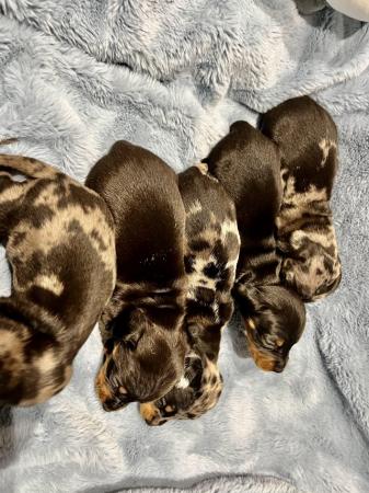 Image 4 of Mini dachshund puppies silver blue dapples black tan