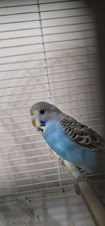 Image 9 of Handreared budgie budgie for sale