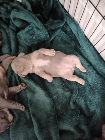 Image 11 of Litter of 7 french bulldogs