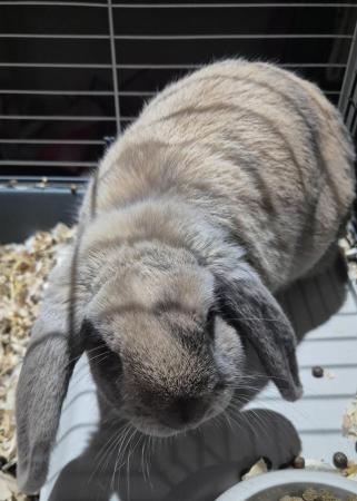 Image 3 of Male rabbit. Roughly 6 months old