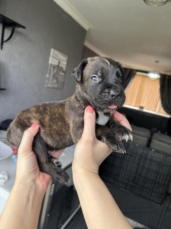Image 9 of Amazing high quality Cane Corso Puppies
