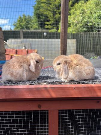 Image 1 of Young Pair of Mini lop males