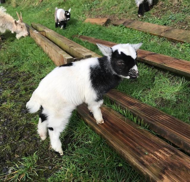 Preview of the first image of Registered Pygmy Goat Kids.