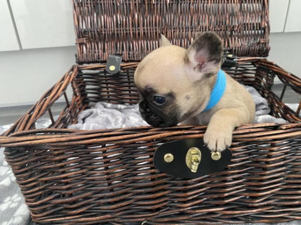 Image 13 of KC Registered French Bulldog Puppies