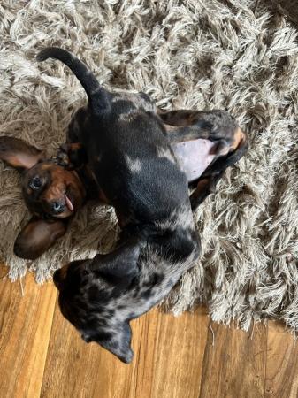 Image 13 of READY NOWMidi dachshund puppies