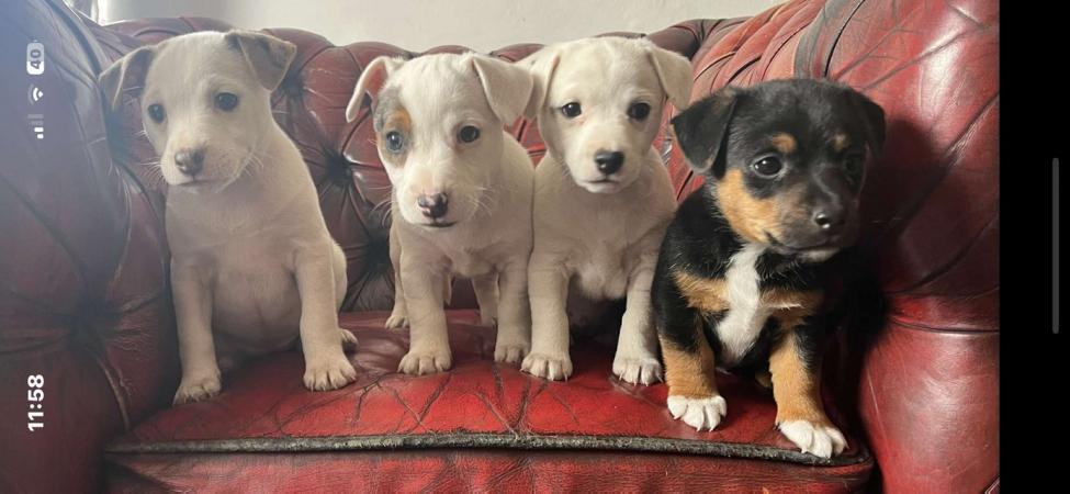 Image 3 of Pure Jack Russell puppies, white girls with Merle patches