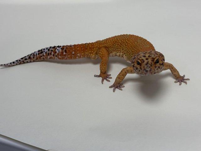Adult male leopard gecko 