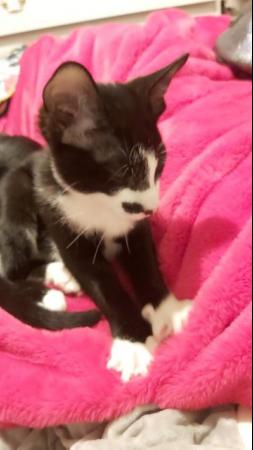 Stunning Oriental Kittens BLACK AND WHITE 3 BOYS for sale in Biggleswade, Bedfordshire - Image 4