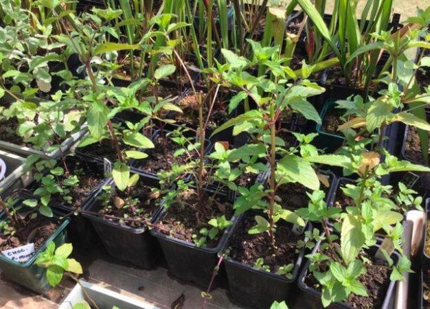 Image 7 of MINT plants - Spearmint, Chocolate Peppermint, peppermint