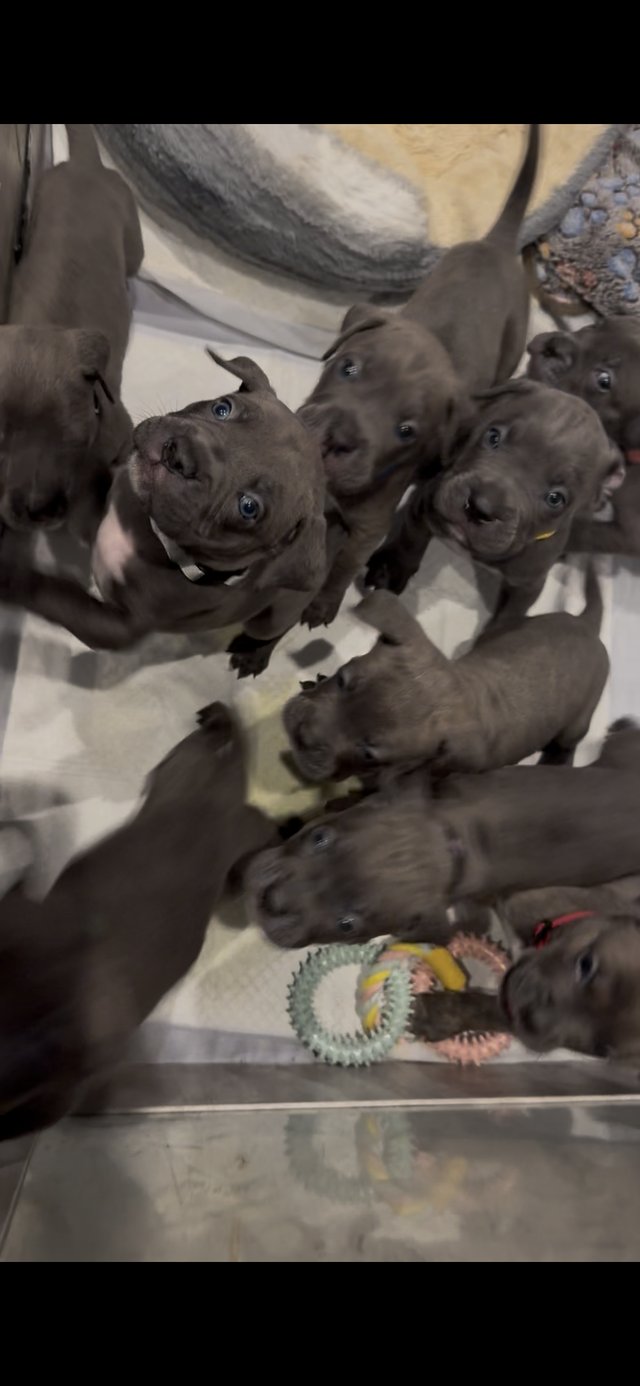 Cane corso puppies ready 3 weeks — Pets & Animals in Romford