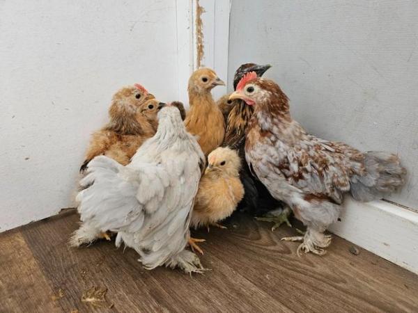 Image 3 of 6 week old pekin bantam cockerels
