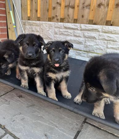 Image 11 of German shepherd puppies ready now
