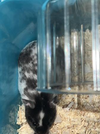 Image 5 of 10 month old white and black hamster
