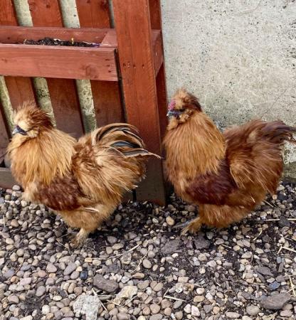 Image 1 of Silkie Cockerels- free to good home