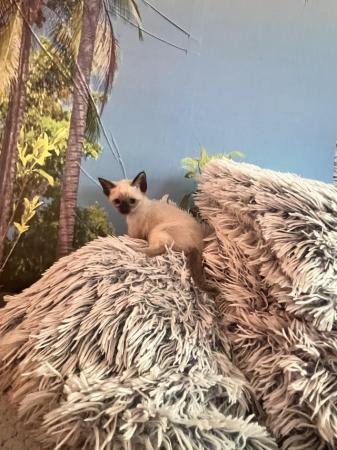 Image 11 of Adorable Siamese kittens for sale 4 Boys 2 Girls