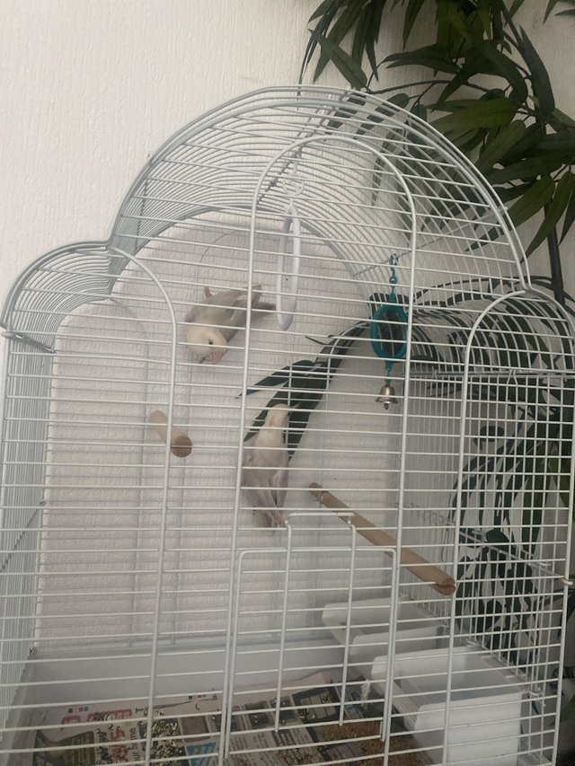Preview of the first image of Young exotic slater ivory Fischer lovebirds with cage.