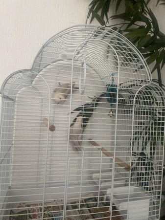 Image 1 of Young exotic slater ivory Fischer lovebirds with cage