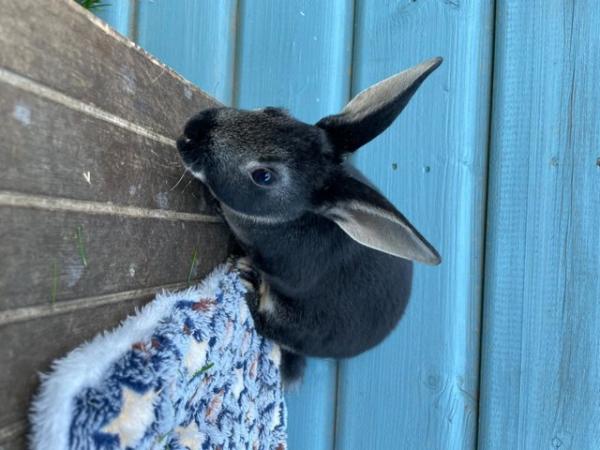 Image 2 of 8 Week Old Rex Rabbits For Sale