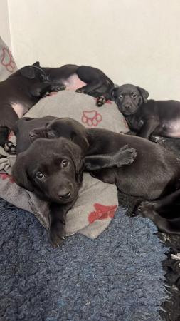 Image 3 of 6 weeks old black Labrador puppies