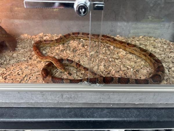 Image 1 of 5ft (Orochimaeu)corn snake for sale with vivarium