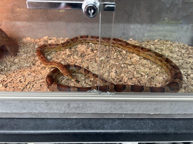 Preview of the first image of 5ft (Orochimaeu)corn snake for sale.