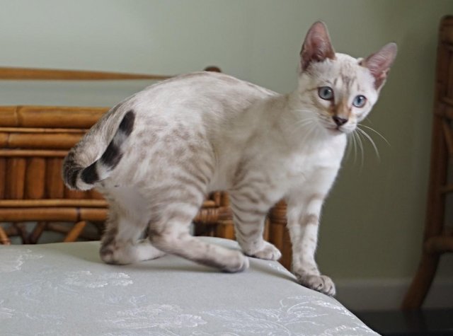 Preview of the first image of Gorgeous Seal Mink Bengal Kitten.