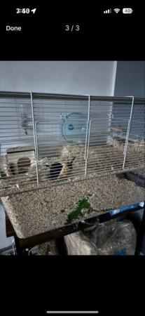 Image 3 of Ivie and hopper female gerbils