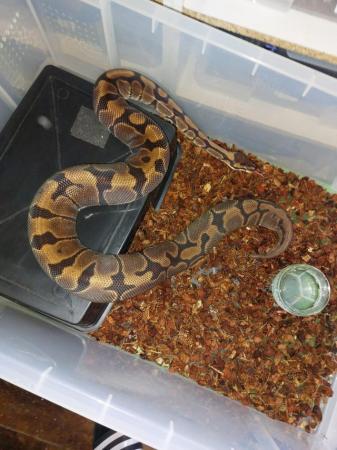 Image 11 of Balll python snakes (Whole collection) REDUCED PRICE!