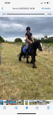 Image 1 of Chunky riding pony cob for sale