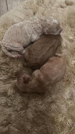 Image 3 of Beautiful Poochon puppies!