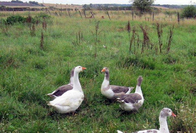 Image 2 of Pure Bred West of England Geese
