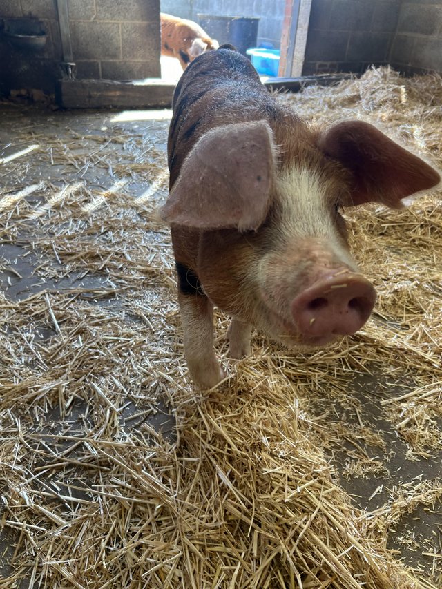 4 month old Oxford sandy and black pigs — Pets & Animals in Billericay