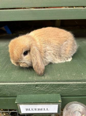 Image 10 of MINI LOP BUNNIES / 5 STAR HOMES ONLY