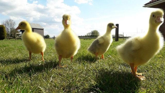 Image 5 of Large Embden goslings for sale