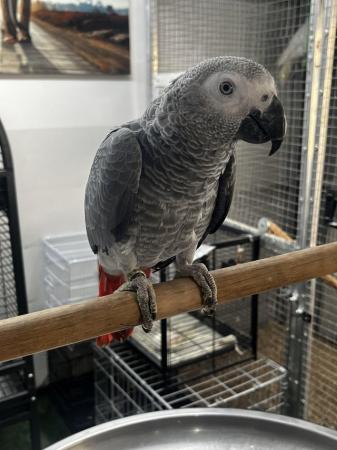 Image 2 of Silly & Cuddle Baby UK Bred African Grey