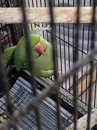 Image 3 of RING NECK MALE PARROT FOR SALE