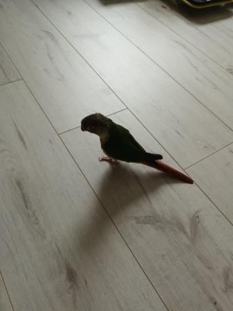 Image 1 of Untamed Conure with cage and table around 14mo