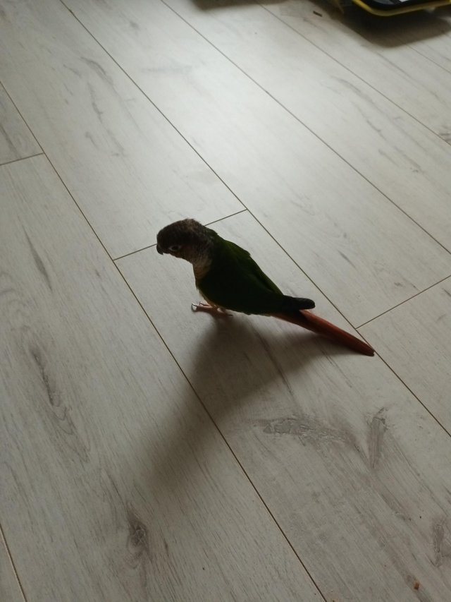 Preview of the first image of Untamed Conure with cage and table around 14mo.