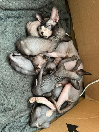 Image 31 of 5 Sphynx kittens for sale, 3 boys, 2 girls £600 each