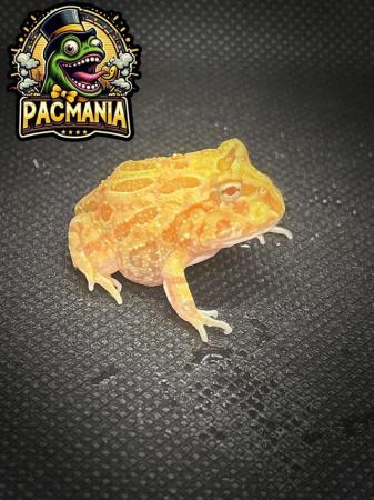 Image 4 of UK Bred Pacman Frogs- Now Ready