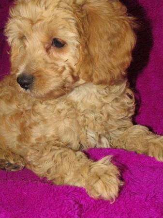 Image 34 of RED KC REG TOY POODLE FOR STUD ONLY! HEALTH TESTED