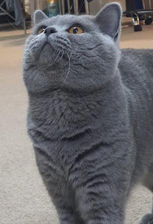 Image 9 of Amazing and Friendly British Shorthair Kittens for sale!!!