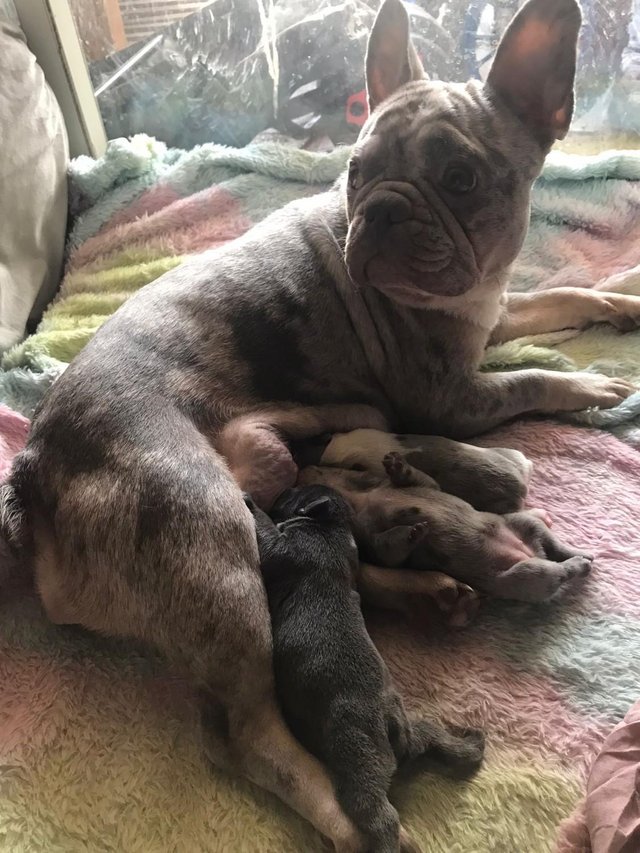 Preview of the first image of Frenchbulldog puppys ready 14th May 2024.