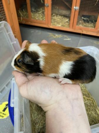 Image 7 of Male Guinea pigs ready in 4 weeks