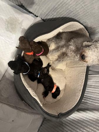 Image 5 of 6 week old bedlington pups ready for their forever homes